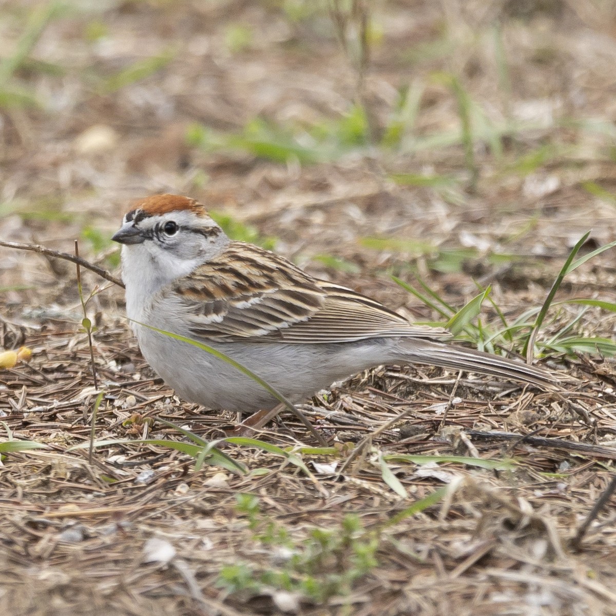 Chipping Sparrow - ML617904729