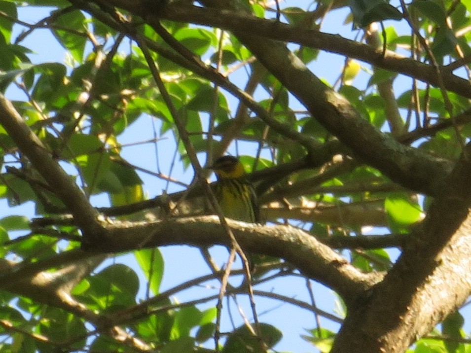 Cape May Warbler - ML617904735