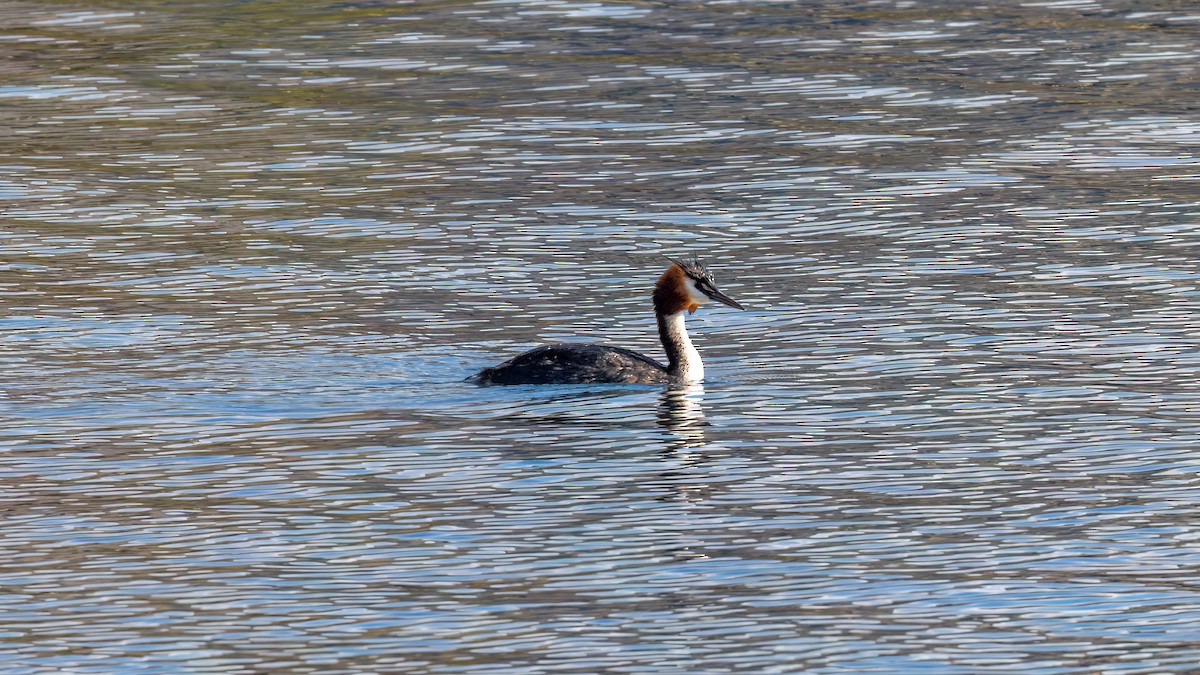 Great Crested Grebe - ML617904762