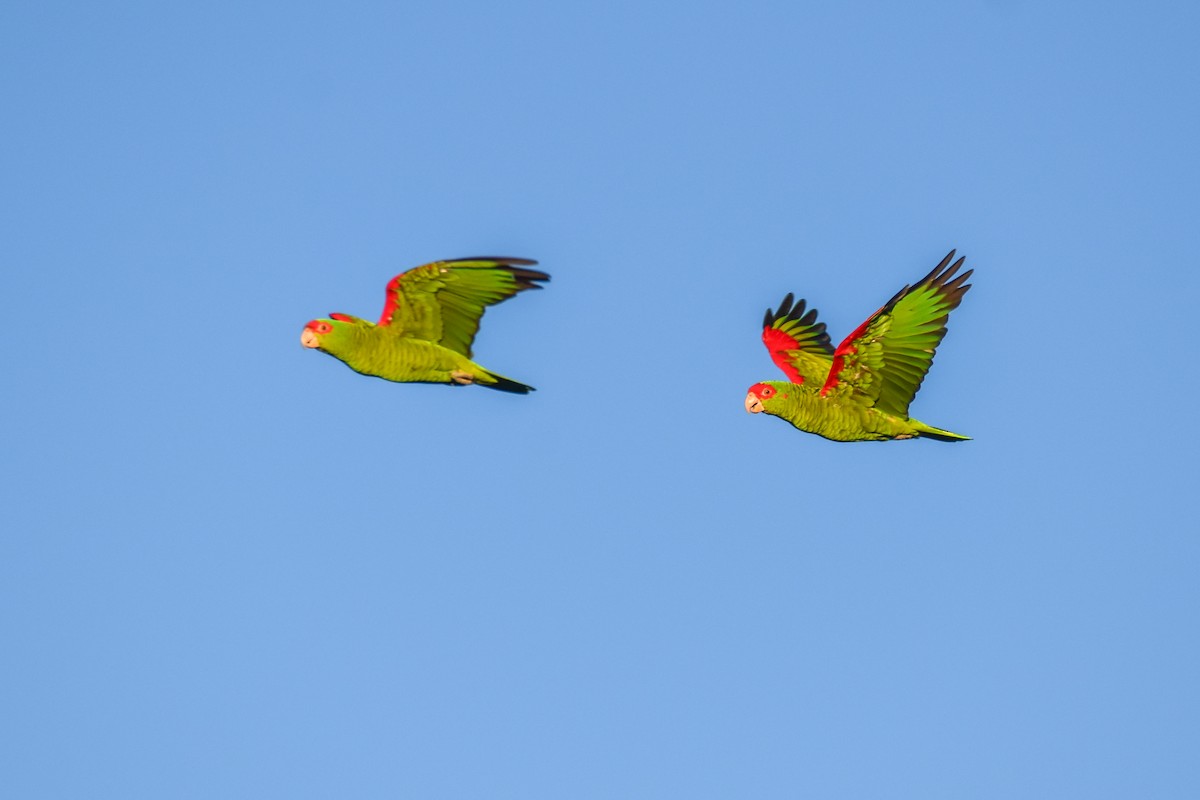 Red-spectacled Parrot - ML617904851