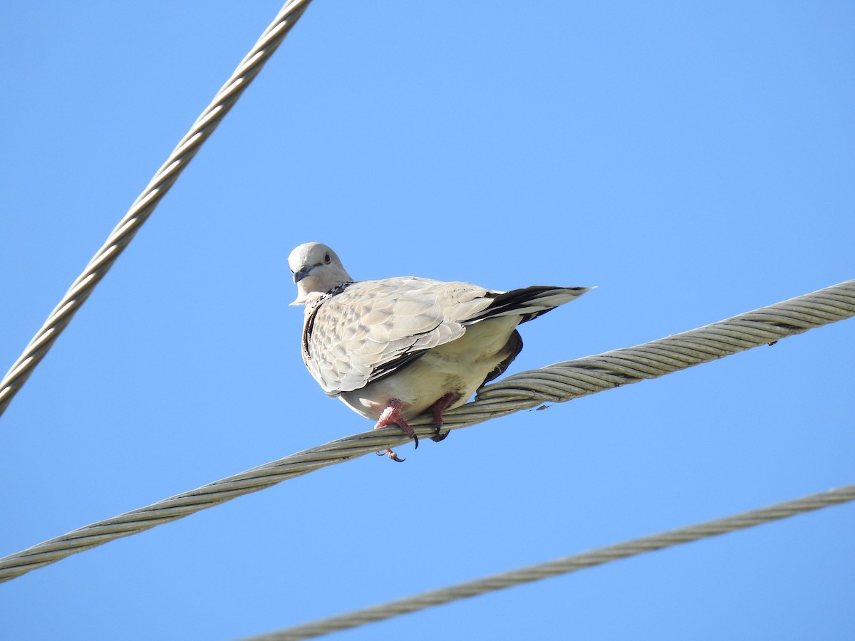 Spotted Dove - ML617904871
