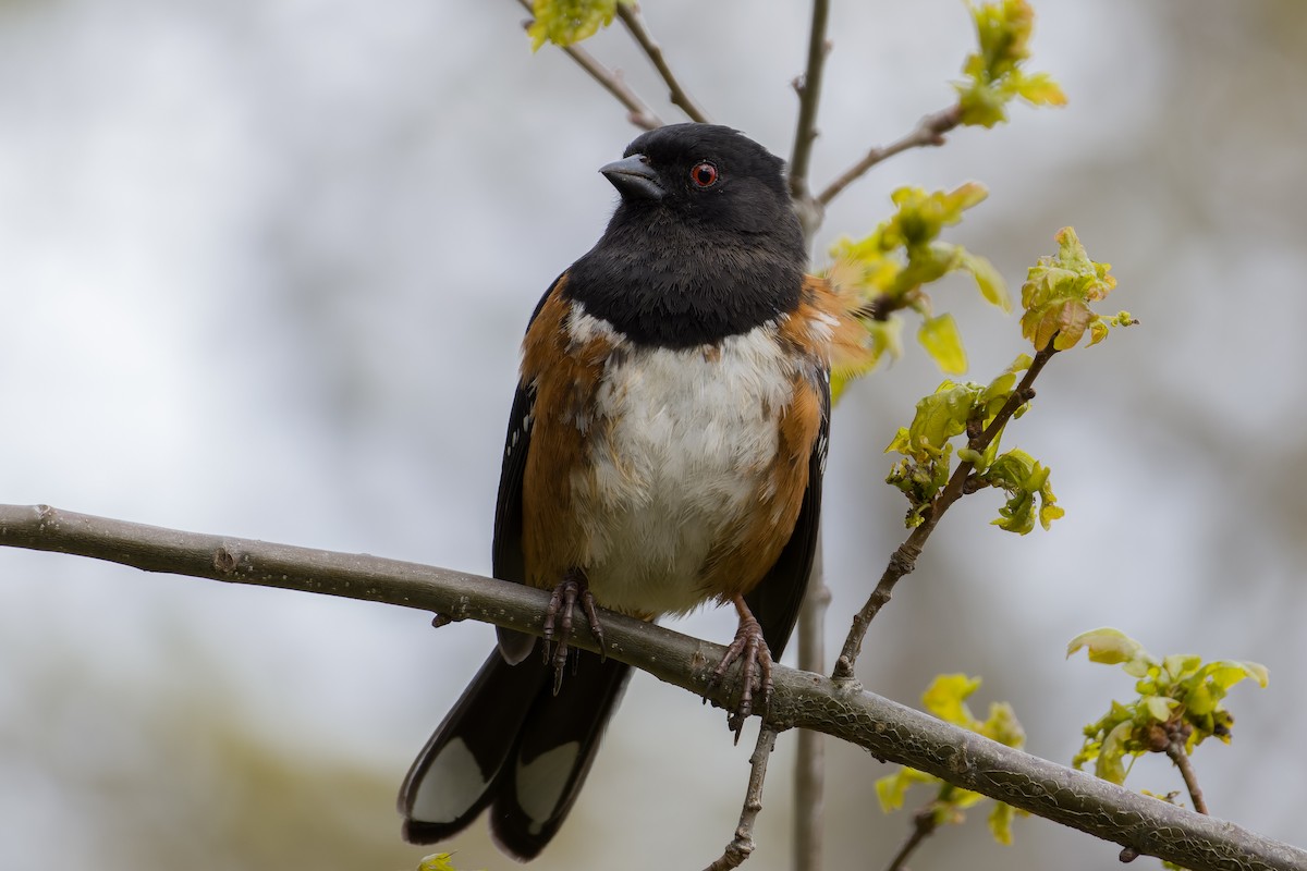 Spotted Towhee - ML617904892