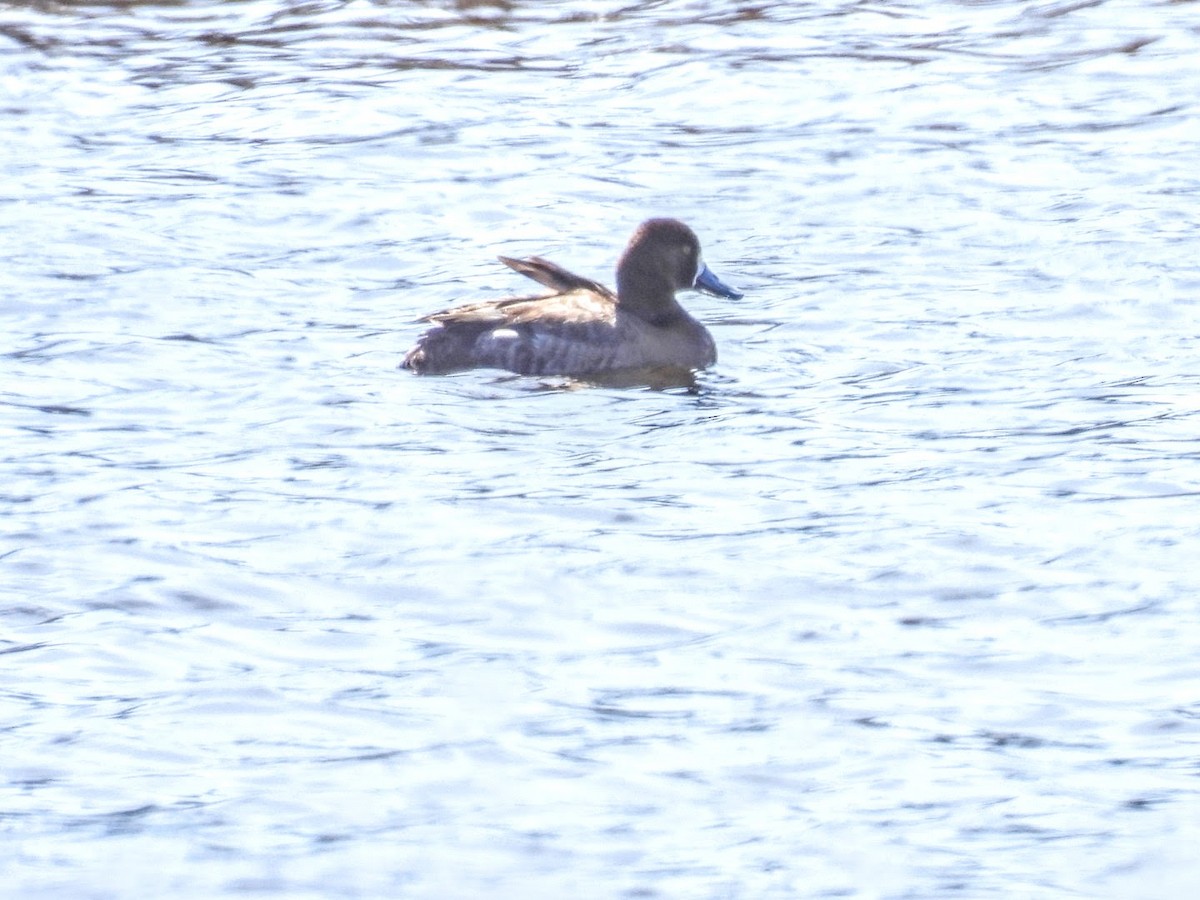 Greater Scaup - ML617904896