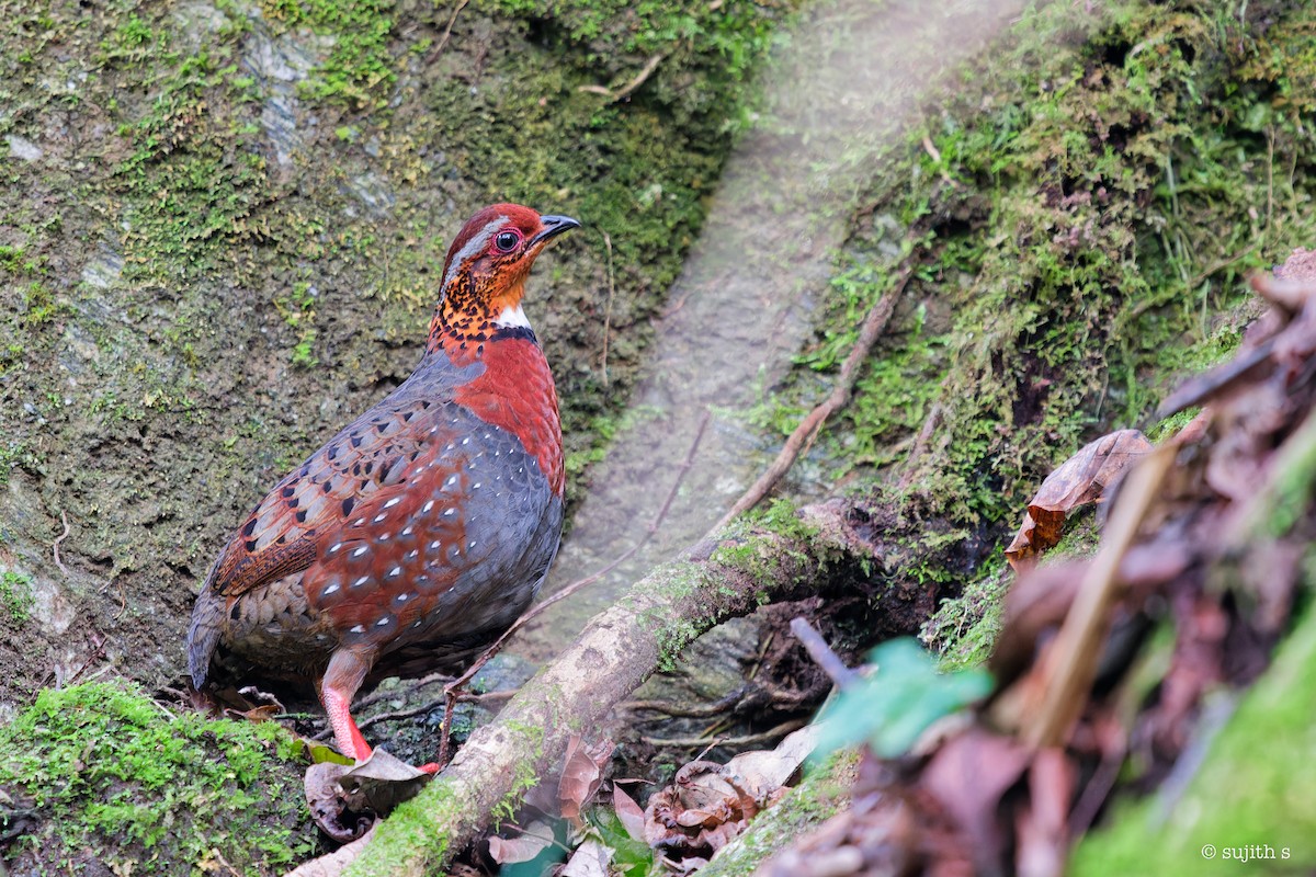 Chestnut-breasted Partridge - Sujith S