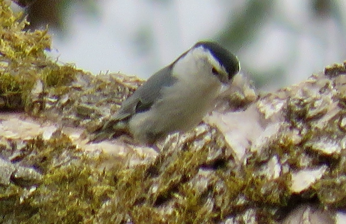 White-breasted Nuthatch - ML617905025