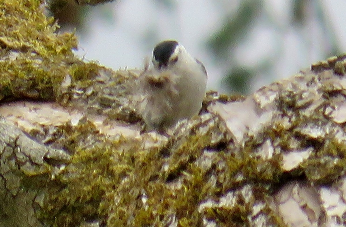 White-breasted Nuthatch - ML617905026