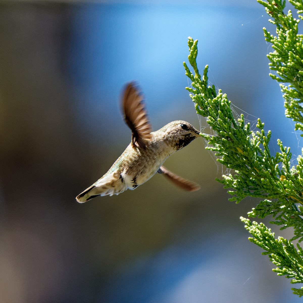 Anna's Hummingbird - ML617905110