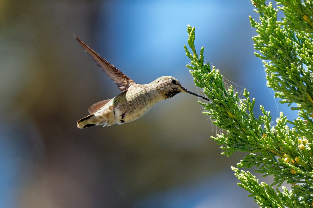 Anna's Hummingbird - ML617905111