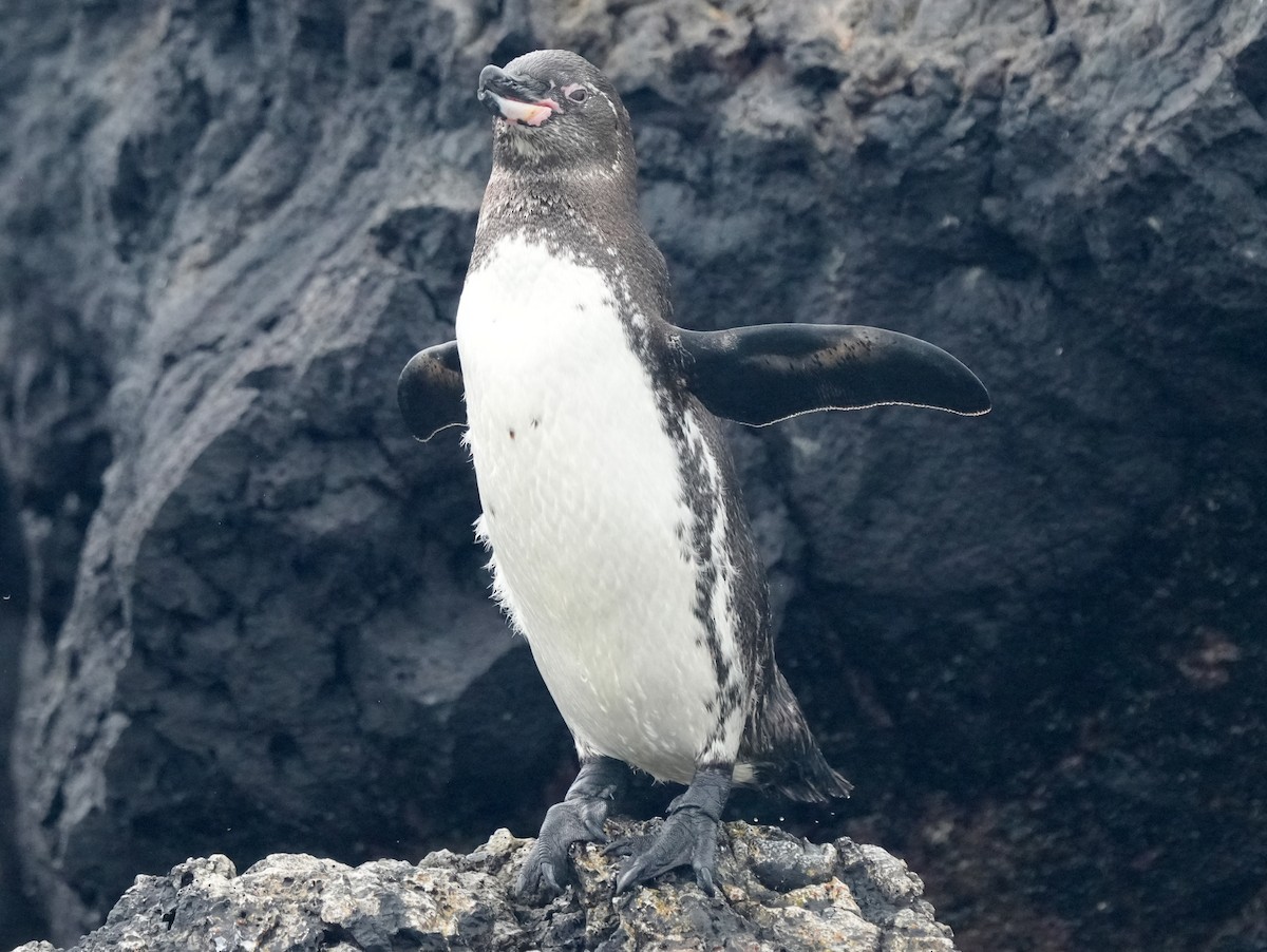 Galapagos Penguin - ML617905118