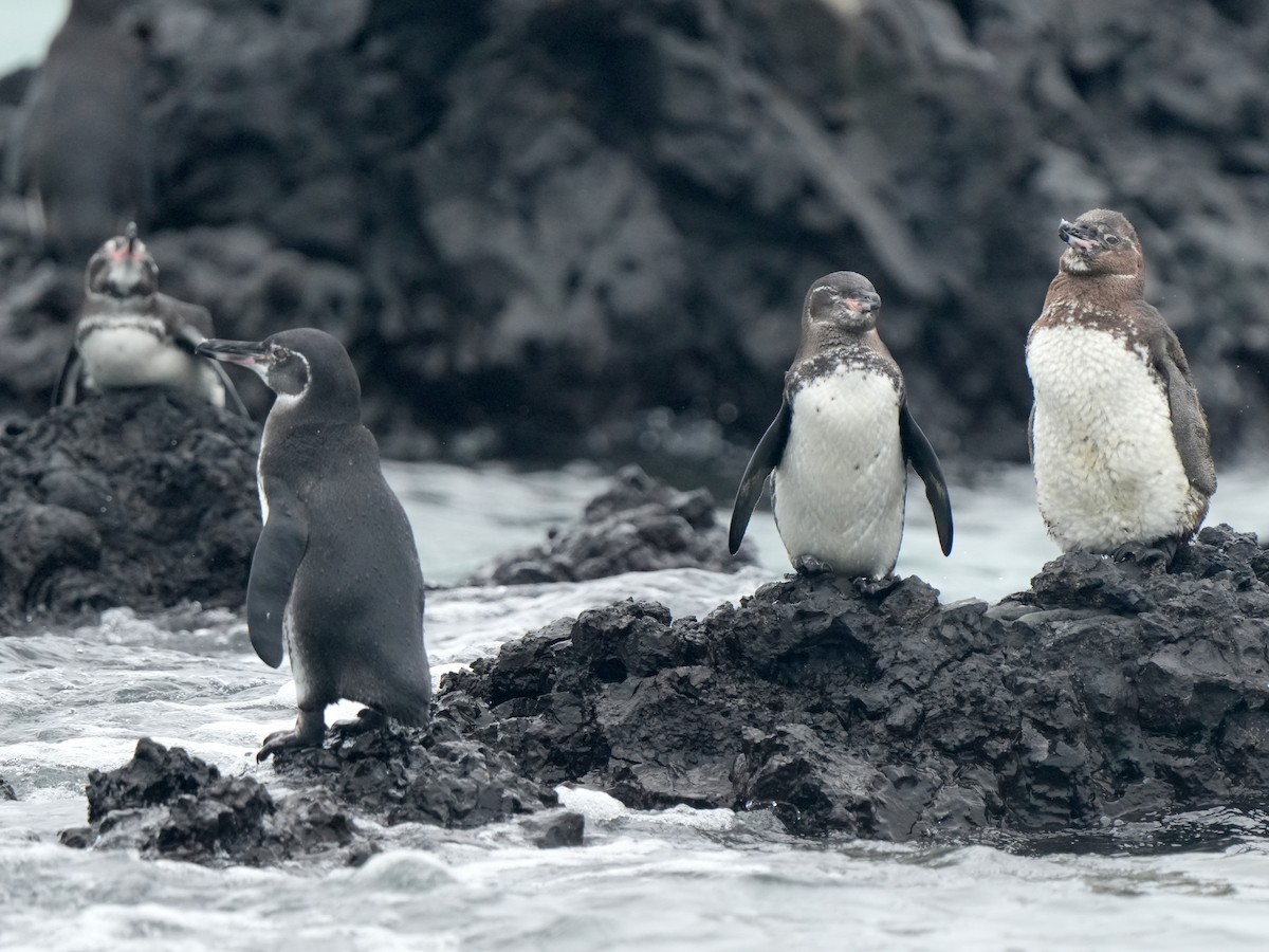 Pingüino de Galápagos - ML617905123
