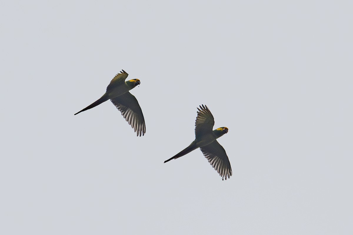 Yellow-eared Parrot - Nestor Monsalve (@birds.nestor)