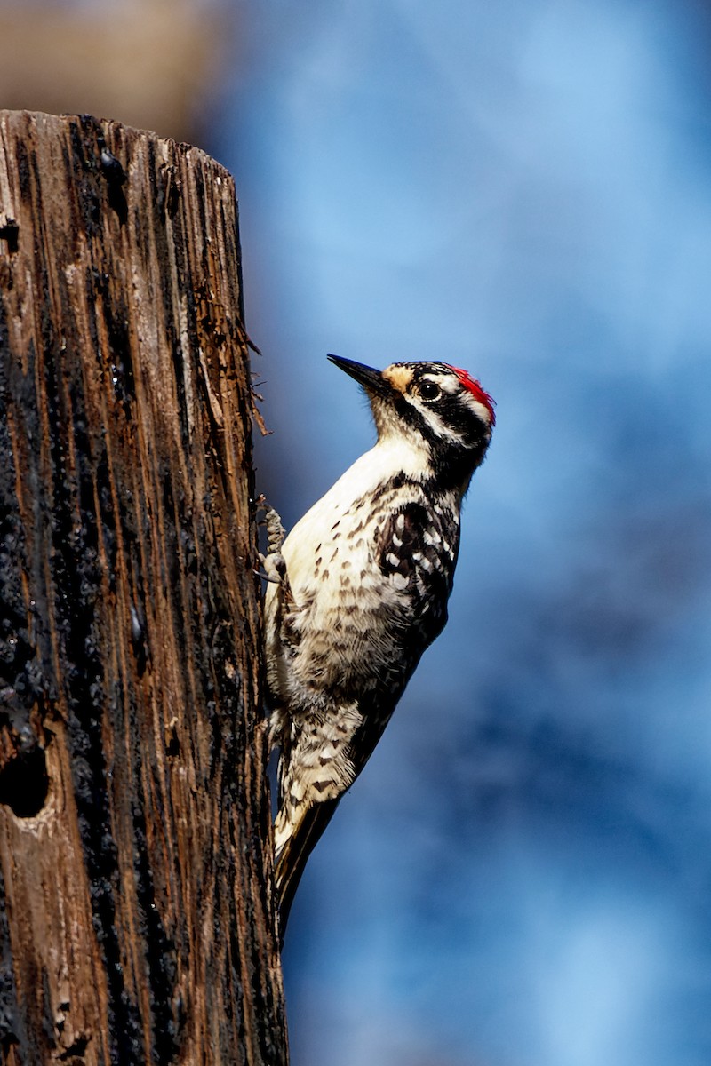 Nuttall's Woodpecker - ML617905252