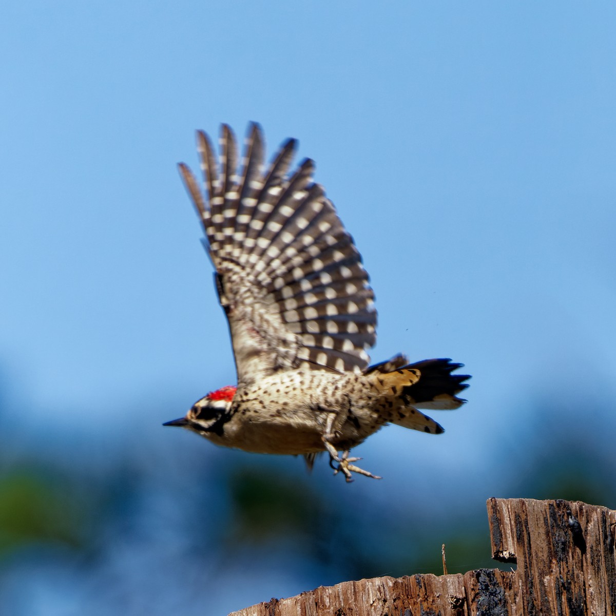 Nuttall's Woodpecker - ML617905254