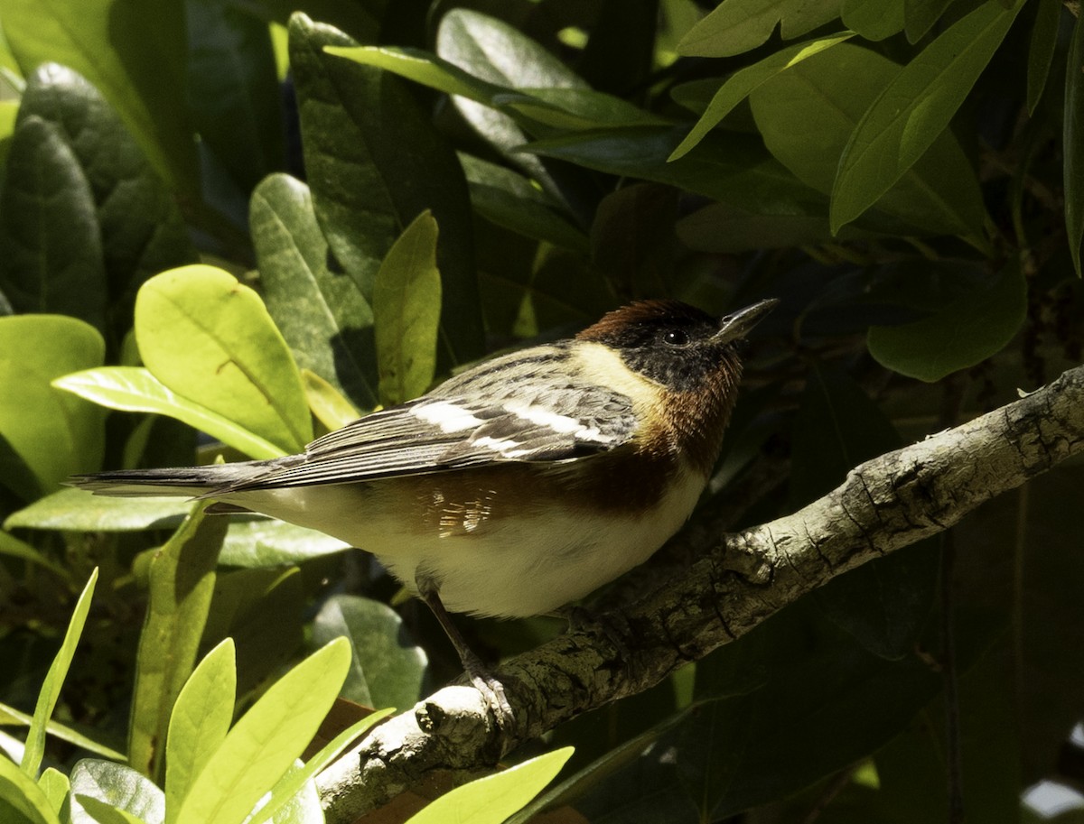 Bay-breasted Warbler - ML617905262