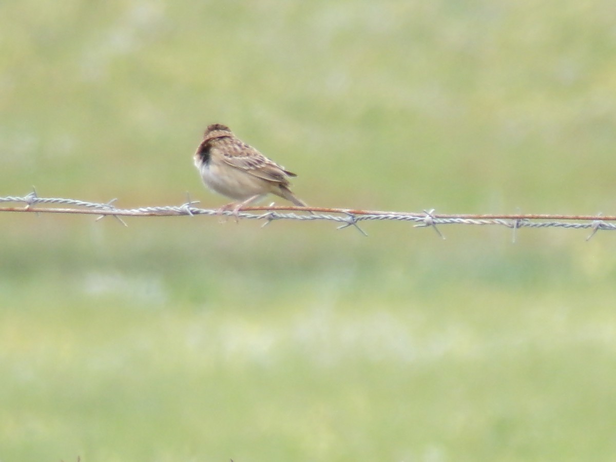 Grasshopper Sparrow - ML617905267