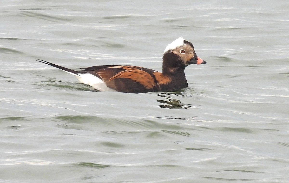 Long-tailed Duck - Jean Iron