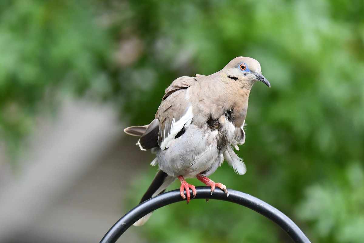 White-winged Dove - ML617905287