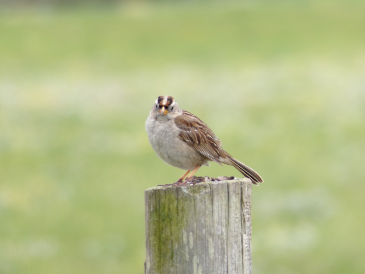 White-crowned Sparrow - ML617905296