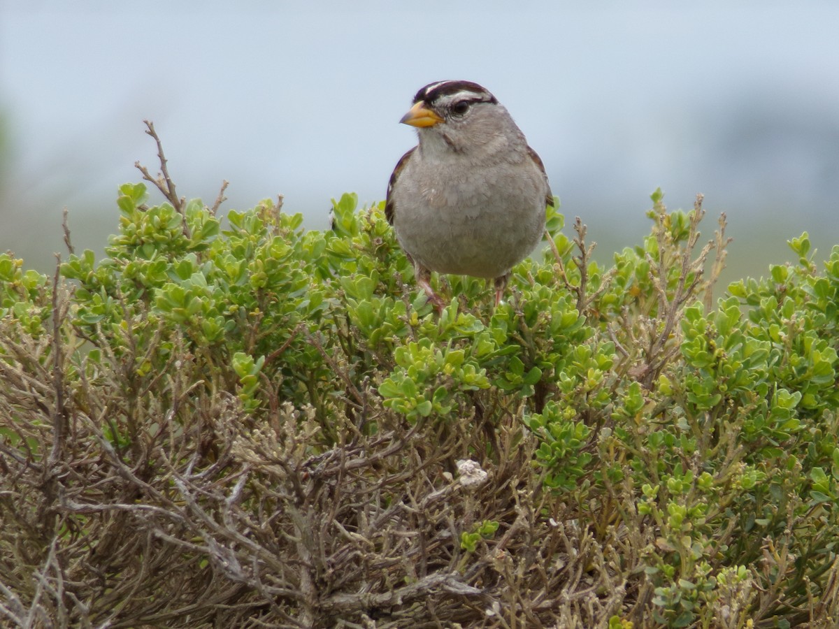 White-crowned Sparrow - ML617905297