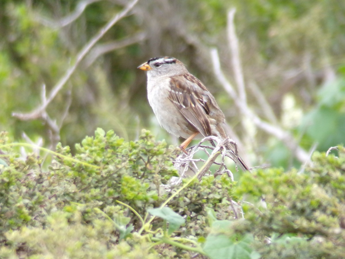 White-crowned Sparrow - ML617905298