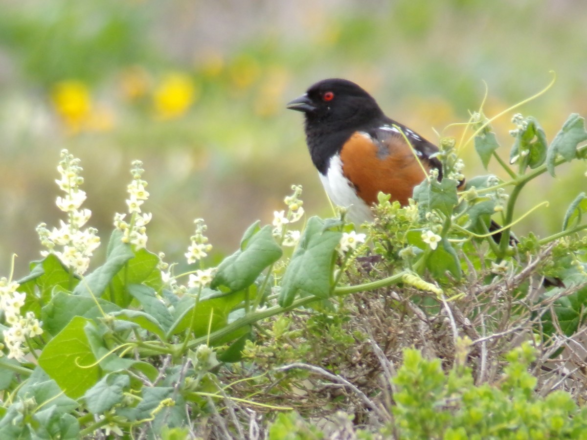 Spotted Towhee - ML617905309