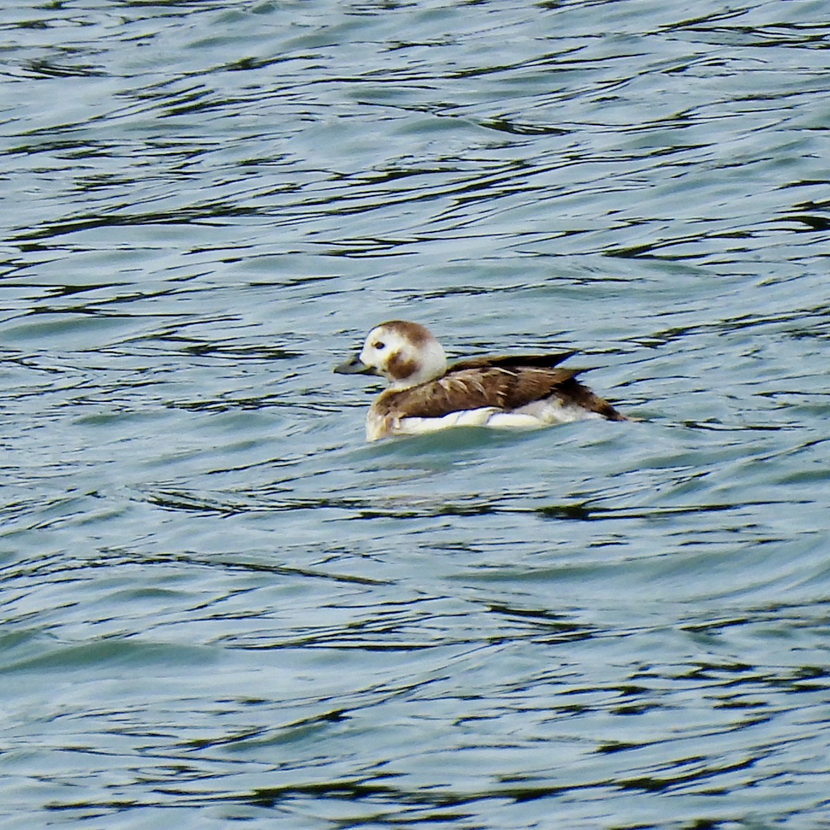 Long-tailed Duck - ML617905320