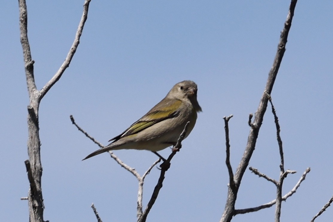 Lawrence's Goldfinch - ML617905337