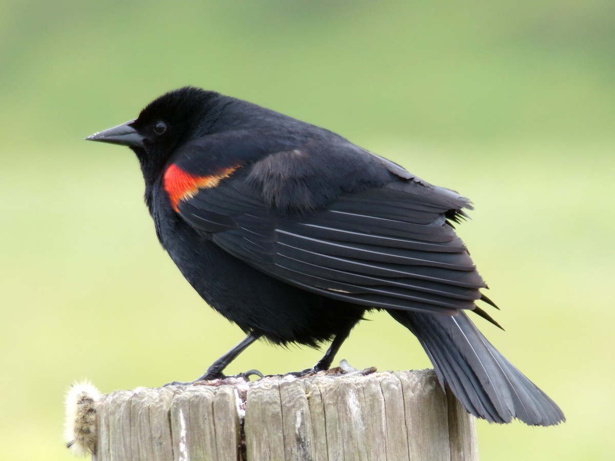 Red-winged Blackbird - ML617905338
