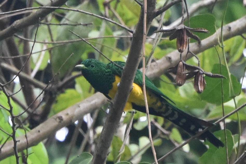 African Emerald Cuckoo - ML617905380