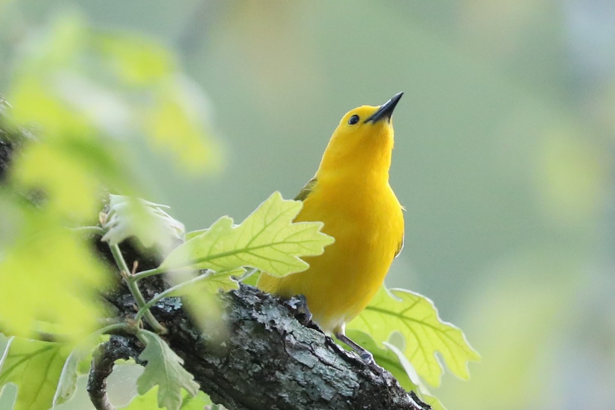 Prothonotary Warbler - ML617905402