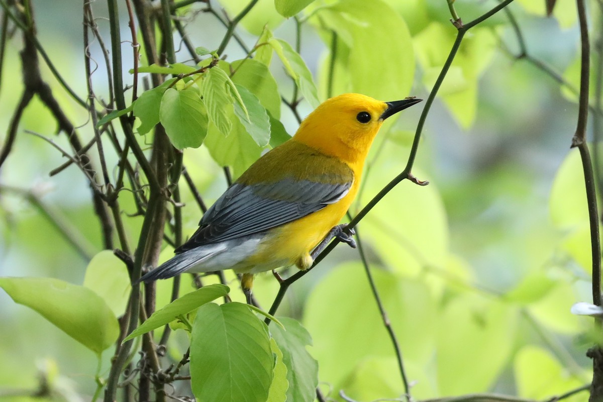 Prothonotary Warbler - ML617905403