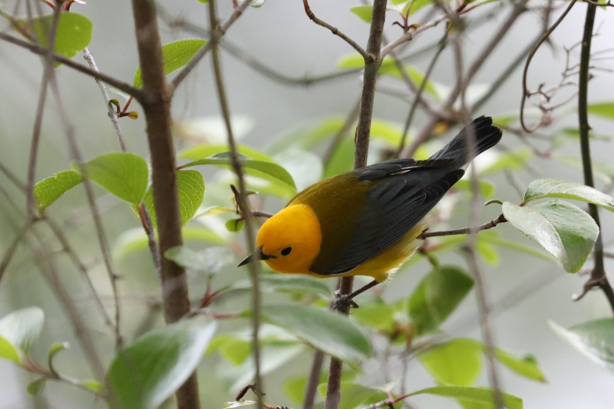 Prothonotary Warbler - ML617905404