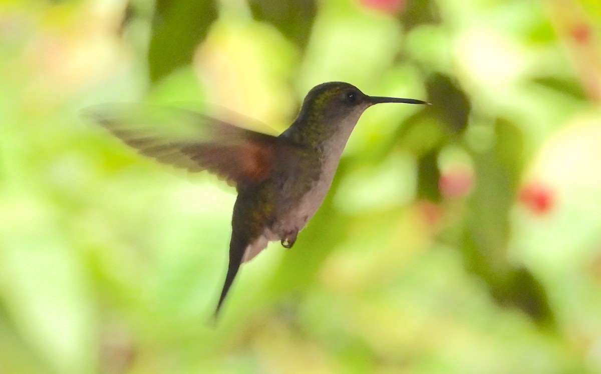 Black-bellied Hummingbird - ML617905421