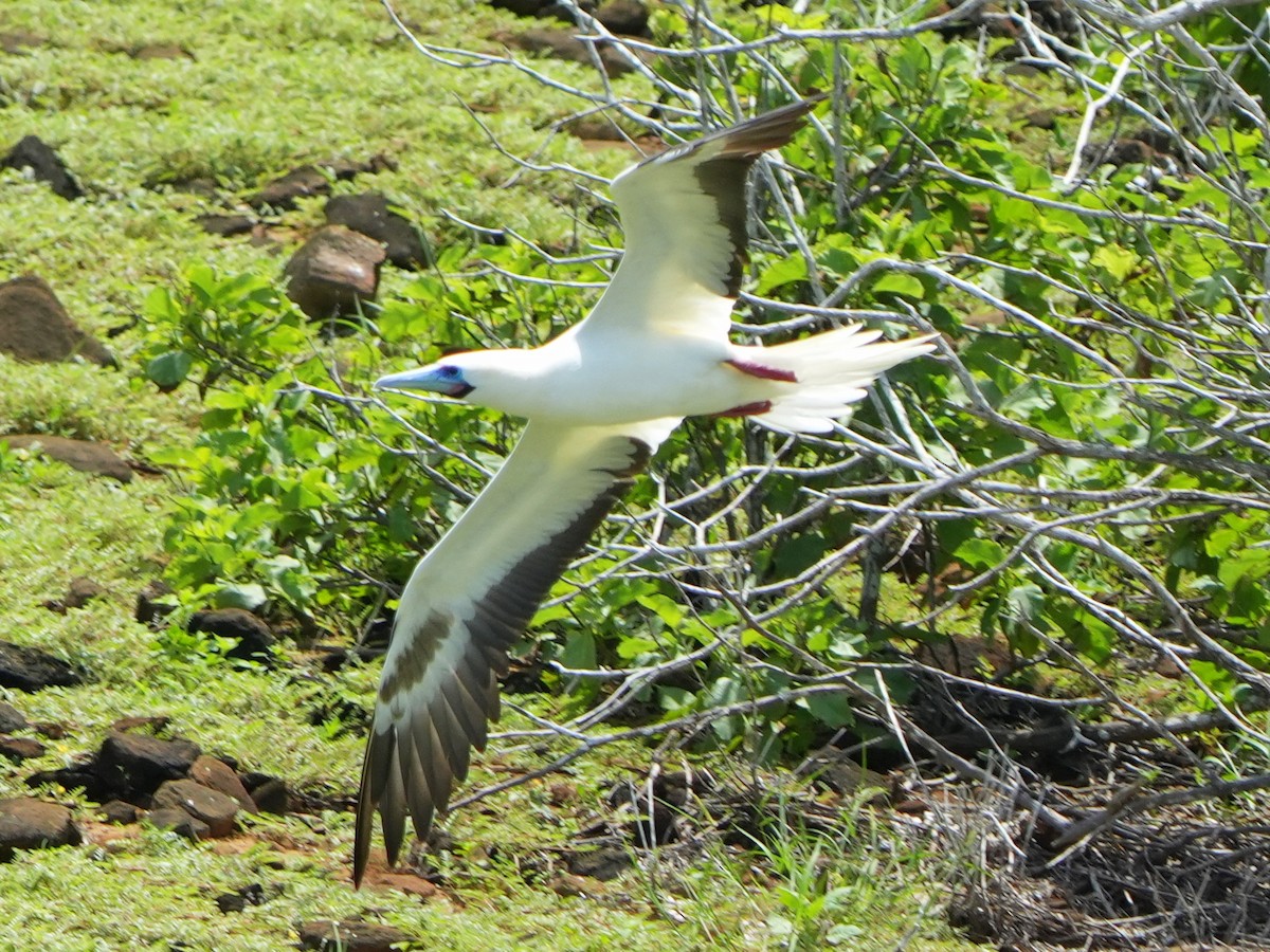 Red-footed Booby - ML617905434