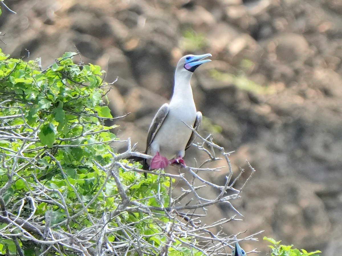 Red-footed Booby - ML617905447