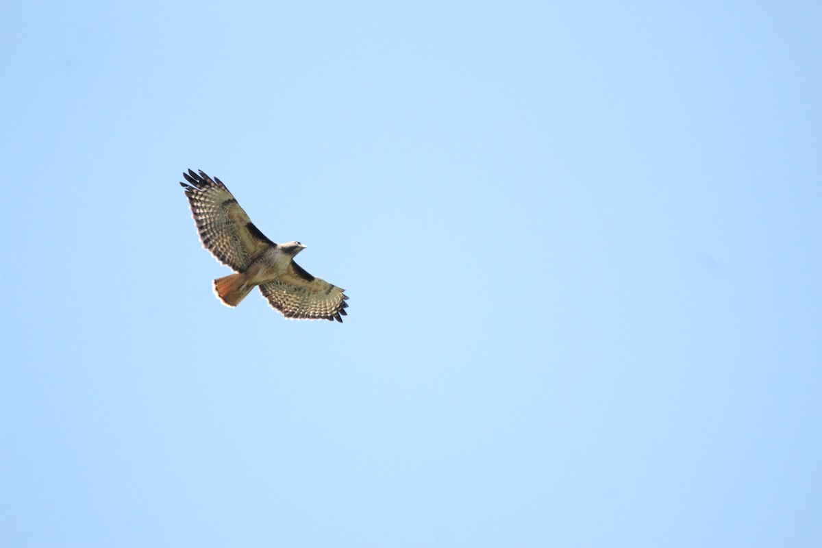 Red-tailed Hawk - ML617905460