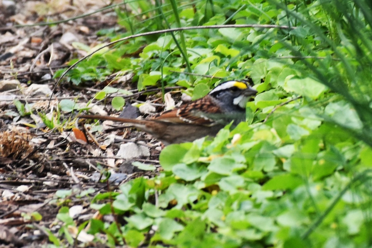 White-throated Sparrow - ML617905473