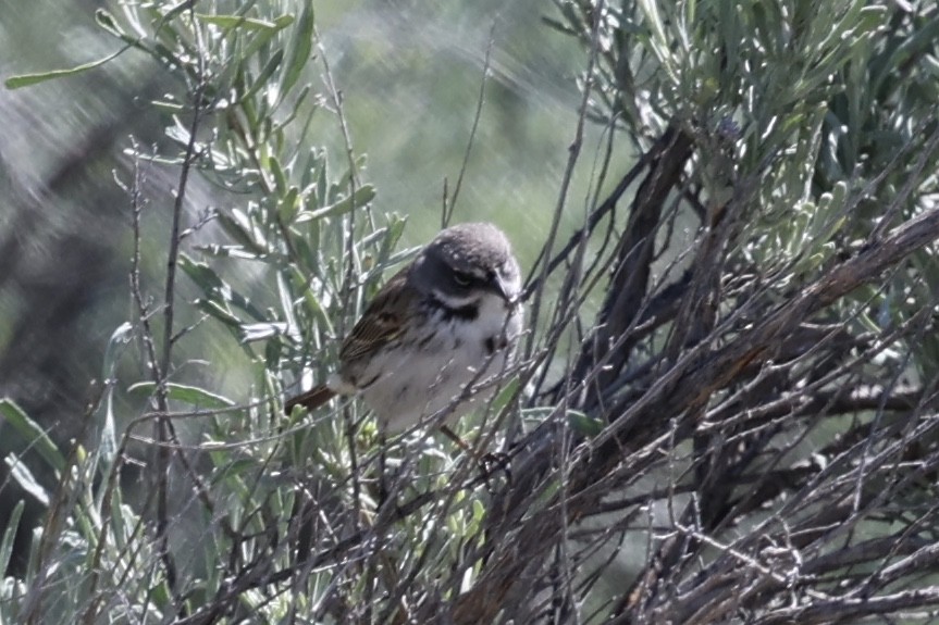 Bell's Sparrow - Ann Stockert