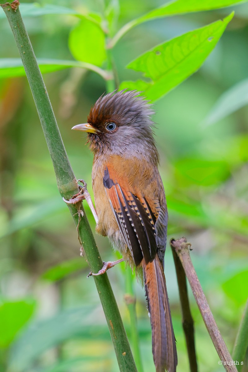 Rusty-fronted Barwing - Sujith S