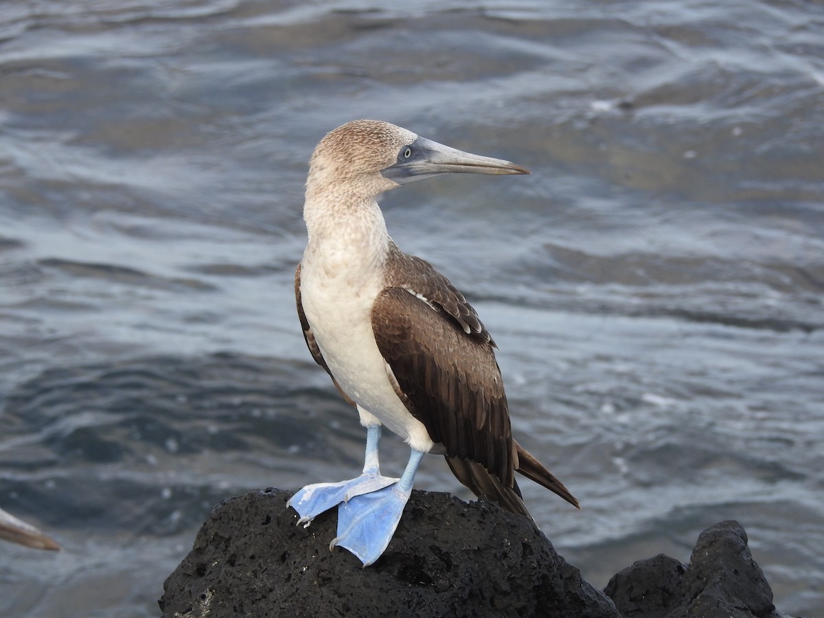 Blue-footed Booby - ML617905503