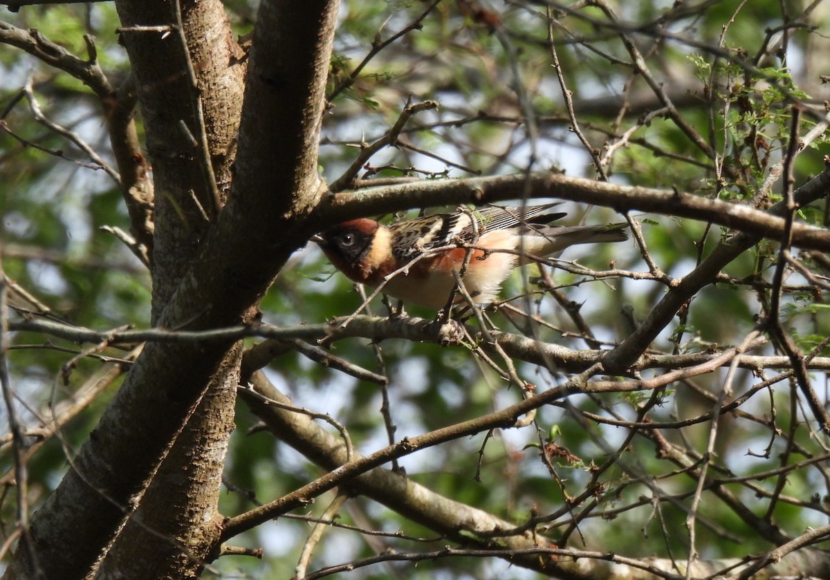 Bay-breasted Warbler - Sheri Miles