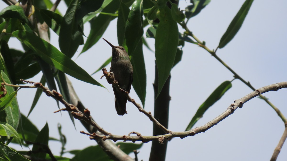 Anna's Hummingbird - ML617905583