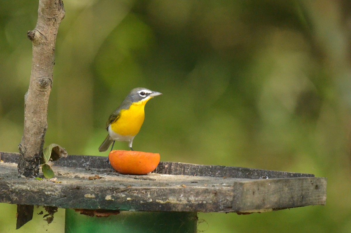 Yellow-breasted Chat - ML617905624