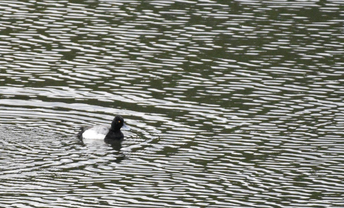 Greater/Lesser Scaup - ML617905634