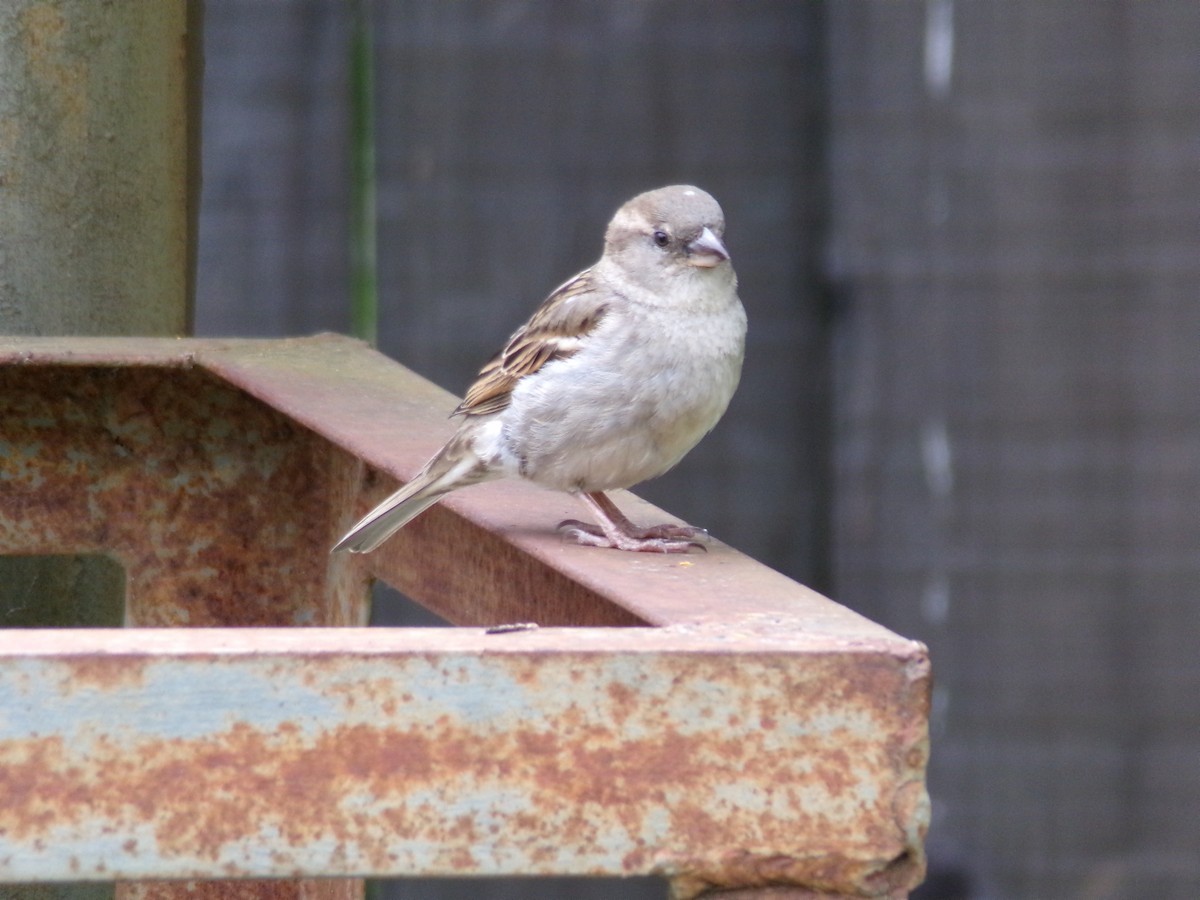 House Sparrow - ML617905641