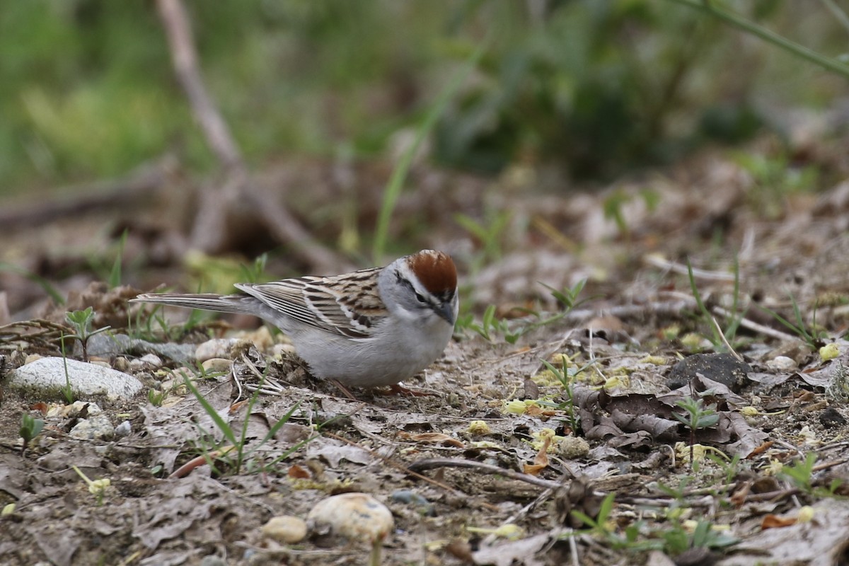 Chipping Sparrow - ML617905646