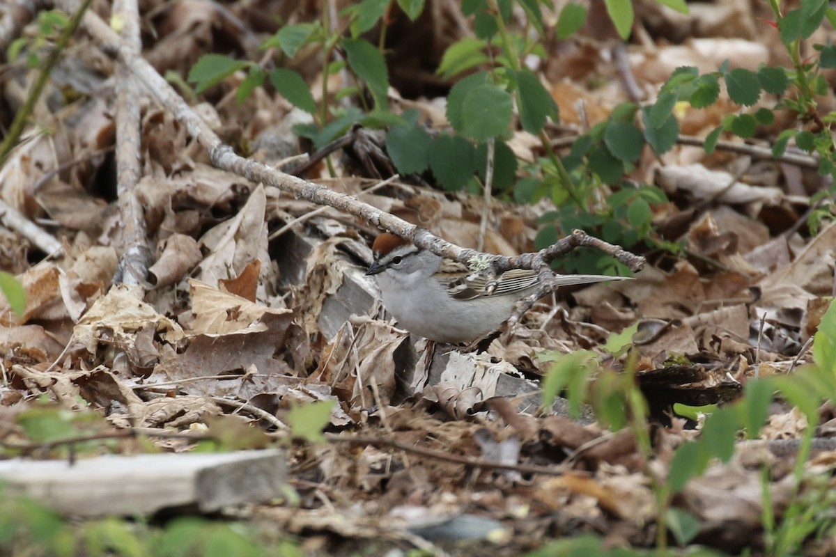 Chipping Sparrow - ML617905647