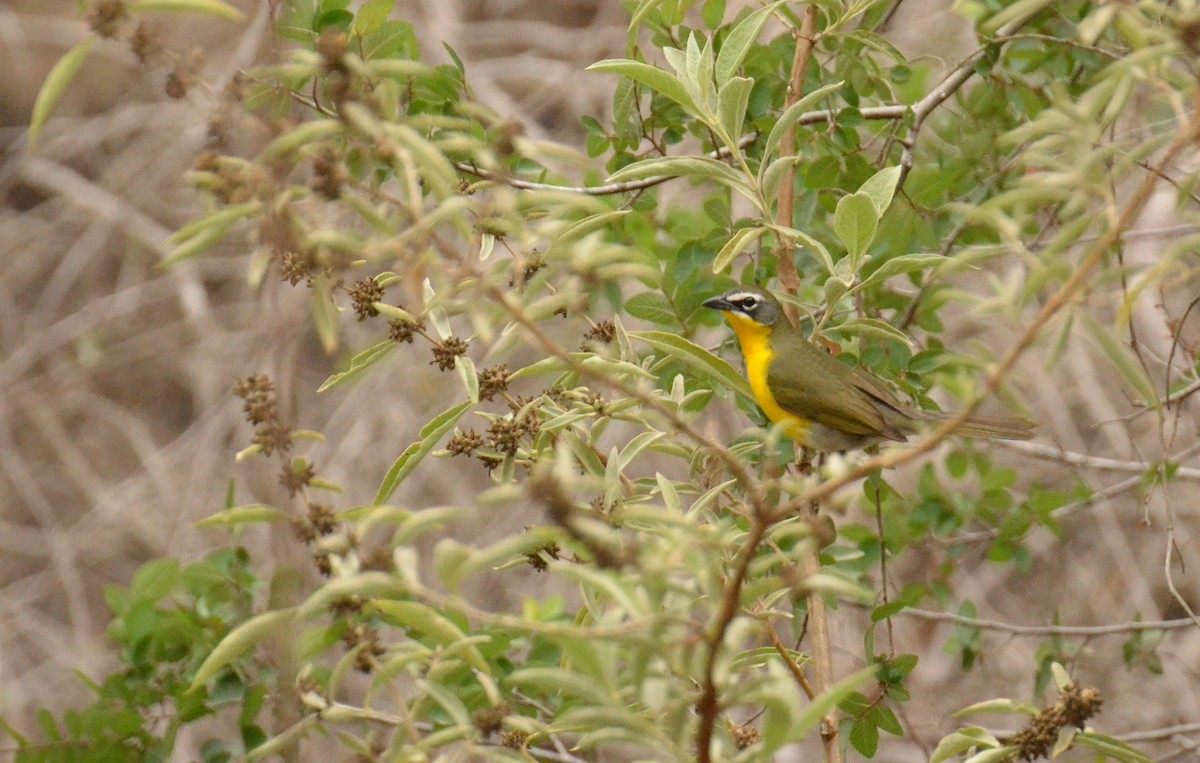Yellow-breasted Chat - ML617905650