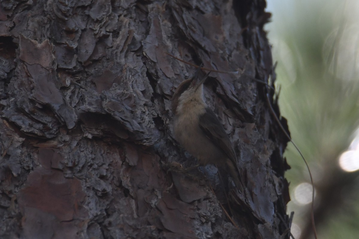 Brown-headed Nuthatch - ML617905686