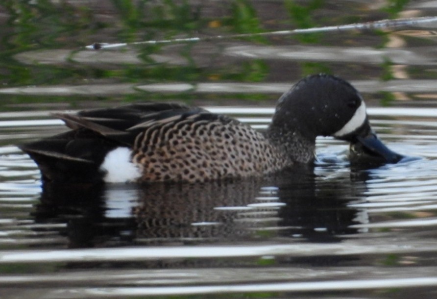 Blue-winged Teal - ML617905710